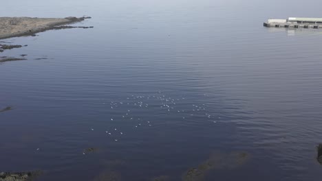 Flock-of-seagulls-flying-over-water-at-shore-of-Iceland,-aerial