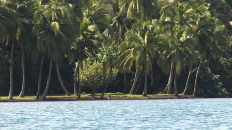 Palmeras-En-El-Paseo-Marítimo-De-Tahití,-Polinesia-Francesa