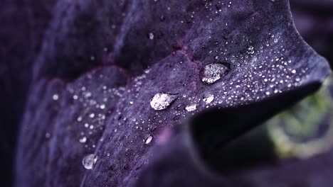 Stable-shots-of-clean-water-droplets-falling-on-leaf-of-a-red-lettuce