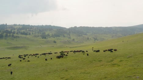 Aerial:-cattle-grazing-on-rural-agricultural-grassland,-arc-shot