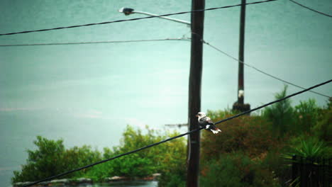 Kookaburra-Bird-Perched-On-Power-Line-In-A-Rural-Area---wide-shot