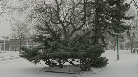 Banzai-Looking-Tree-Outside-in-Park-Covered-in-Slow-Motion-Falling-White-Winter-Snow
