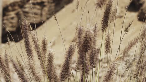 Foxtail-buds-swinging-in-the-wind