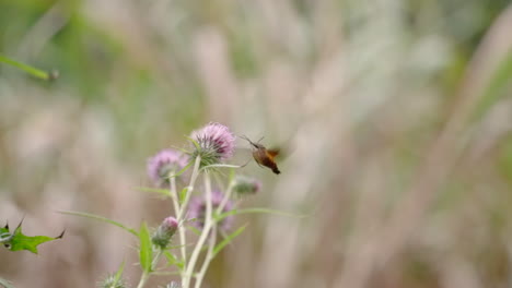 Burnt-spot-Hummingbird-Hawkmoth-Feeding-On-Thistle-Flower