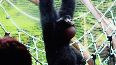 Siamang-Gibbon-Howling-While-Hanging-In-A-Swing-Net-At-Natural-Forest-Park-Zoo