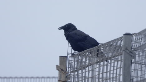 Crow-Sitting-On-Chain-Link-Fence-And-Looking-Around-Its-Environment