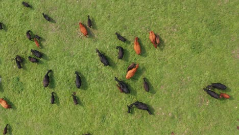 Aerial-dolly-shot-of-a-herd-of-cattle-on-Jadovnik-mountain-in-Serbia-on-a-bright-day