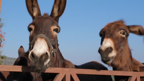 Close-up-of-happy-donkeys-looking-at-the-camera