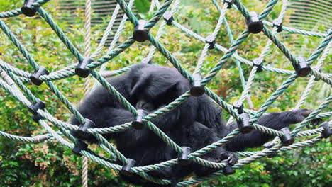 Siamang-Gibbon-Mit-Schwarzem-Fell,-Der-Auf-Einem-Schaukelnetz-Im-Wildpark-Sitzt