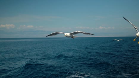 Seagulls-flying-and-gliding-above-a-blue-sea-in-slow-motion