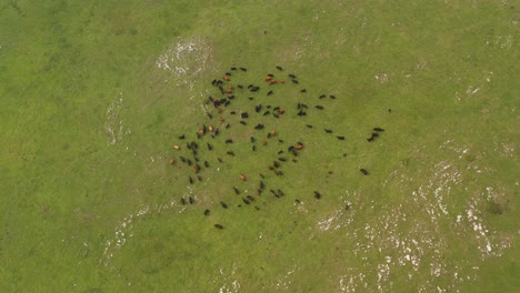 Livestock-grazing-on-green-pasture,-Jadovnik,-Serbia
