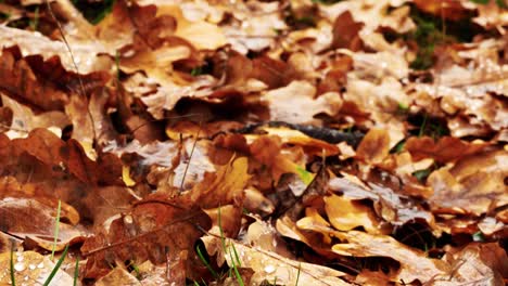 4k-tilt-camera-movements-showing-macro-perspective-of-autumn-leaves