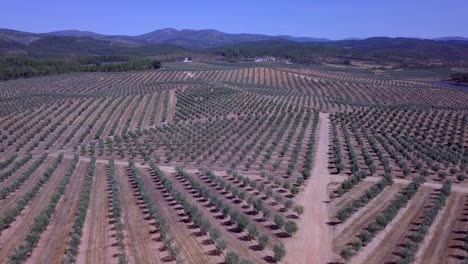Olivenbäume-Sehen-Drohnenaufnahmen-Aus-Der-Luft