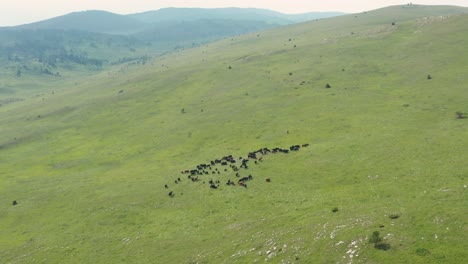 Animals-on-the-mountain-slope-of-Jadovnik-in-Serbia---Aerial