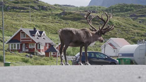 Reindeer-Standing-At-Road-With-Nordic-Houses-On-The-Hill-In-Norway