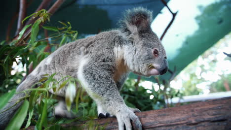 Koala-Bear-Walks-On-A-Tree-Branch---Close-Up-Shot