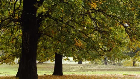 4K-Aufnahmen-Von-Herbst,-Rostig-Aussehenden-Bäumen-Und-Wäldern