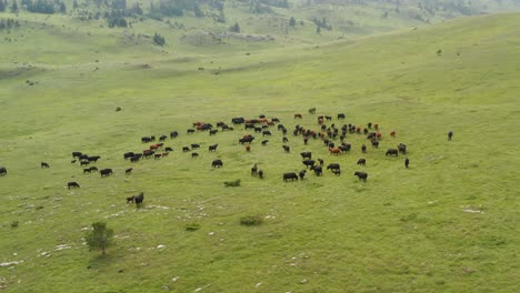 Black-Angus-cattle-herd-on-remote-pasture-grassland,-Jadovnik-Serbia,-aerial