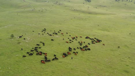 Vacas-En-Pradera-De-Montaña