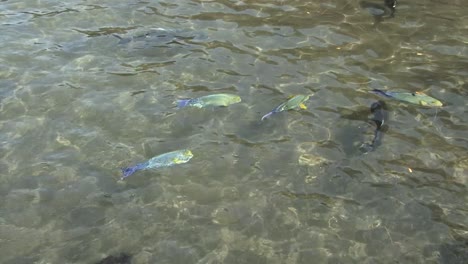 Tropische-Fische-In-Papeete,-Tahiti,-Französisch-polynesien