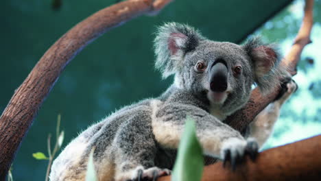 Koala-Perched-On-Eucalyptus-Tree-Inside-The-Zoo---low-angle-shot