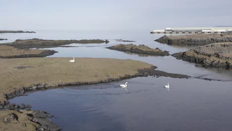 Swans-floating-in-calm-Icelandic-water-creating-ripples-on-surface