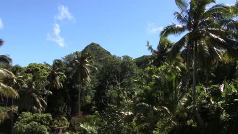 Selva-Tropical-Y-El-Pico-De-La-Montaña-En-Rarotonga,-Islas-Cook