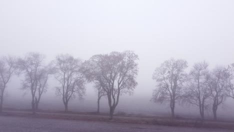 Autumnal-view-of-dirt-road-through-fields,-lined-with-old-trees-and-vanishing-into-the-fog