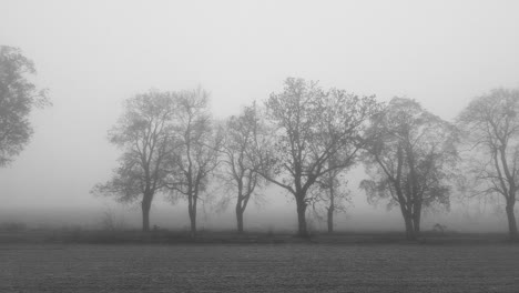 Schwarz-Weiß-Ansicht-Der-Baumreihe