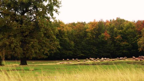 Schafherde-Bewegt-Sich-In-Richtung-Gras-Mit-Rostigem-Wald-Im-Hintergrund
