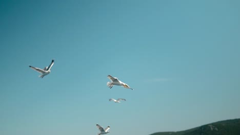 Seagull-catching-thrown-food-in-mid-air-on-a-blue-sky-with-sea-underneath-in-slow-motion