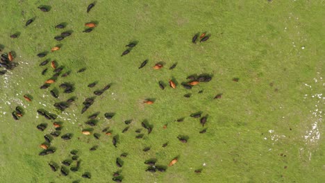 Birdseye-Aerial-View-of-Herd-of-Cows-in-Green-Pasture