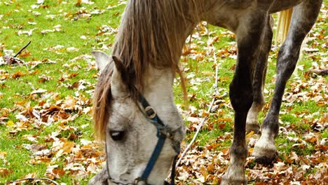 Grey-horse-peacefully-eating-in-a-rusty,-rainy-landscape