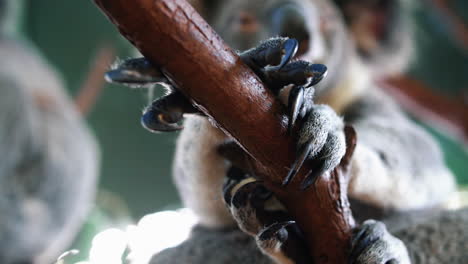 Koala-Bear-Sitting-On-A-Tree-Grasping-A-Branch-With-Its-Claws---low-angle,-close-up