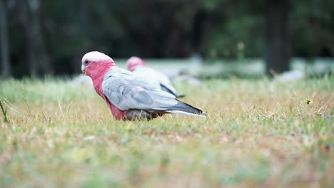 Galah-Cockatoos-Foraging-For-Food-On-The-Ground-In-A-Field-With-Grass---slow-motion