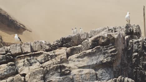 Seagull-babies-sitting-with-parents-on-rock