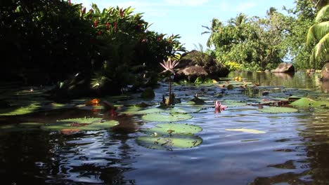 Nenúfares-Flotando-En-Un-Pequeño-Lago-En-Papeete,-Tahití