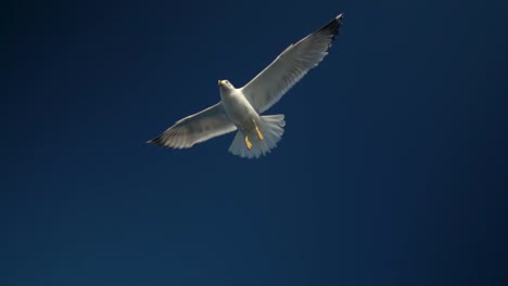 Seagull-flying-above-the-camera-on-a-dark-blue-sky-in-slow-motion