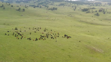 Cattle-grazing-the-green-grassland-of-Jadovnik-in-Serbia---Aerial