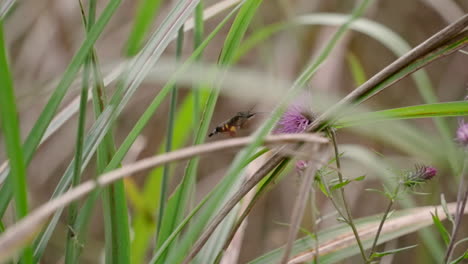 Ein-Burnt-Spot-Kolibri-Hawkmoth-Oder-Macroglossum-Pyrrhosticta,-Der-Sich-Von-Blumen-Ernährt---Selektiver-Fokus