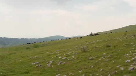 Aerial-reveal-shot-rushing-up-the-side-of-Jadovnik-mountain-to-show-a-herd-of-cattle