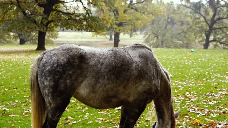 Grey-horse-peacefully-eating-in-a-rusty,-rainy-landscape