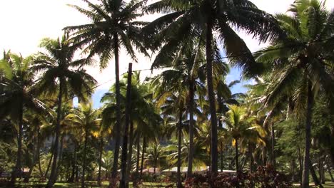 Palm-trees-in-Rarotonga,-Cook-Islands