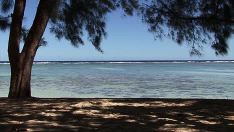 árbol-Junto-A-La-Playa-En-Rarotonga,-Islas-Cook