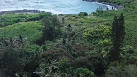 Drone-aerial-pan-up-palm-trees-on-bay-beach-mountain-valley