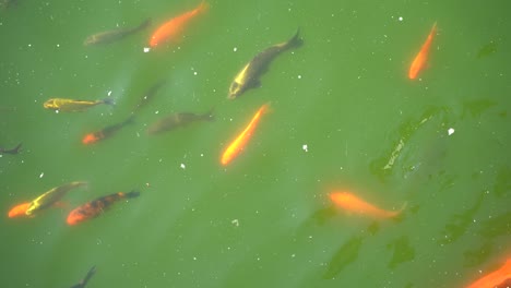 Top-down-shot-of-Koi-pond-with-various-sized-colorful-fish-in-dirty-green-water