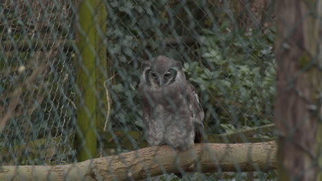 Eurasian-eagle-owl--sitting-on-branch-in-small-cage