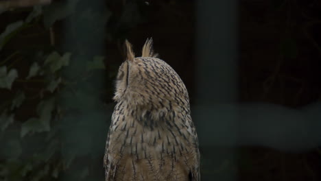 Close-of-Indian-eagle-owl--turning-it's-head