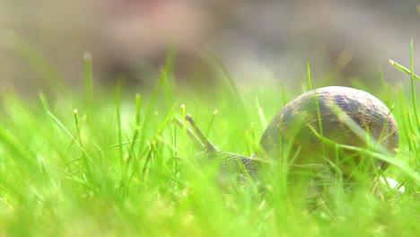 Close-Snail-Sliding-Slowly-Along-The-Grass
