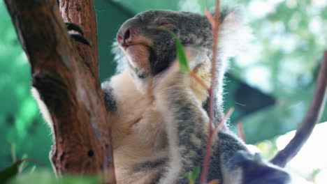 Sleepy-Koala-Scratching-Itself-On-A-Tree-Branch-Inside-The-Zoo---low-angle,-close-up